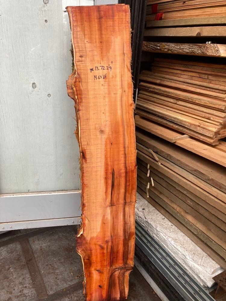 Pacific Yew